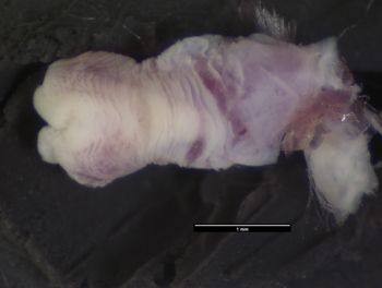 Media type: image;   Herpetology R-74046 Aspect: assulcate